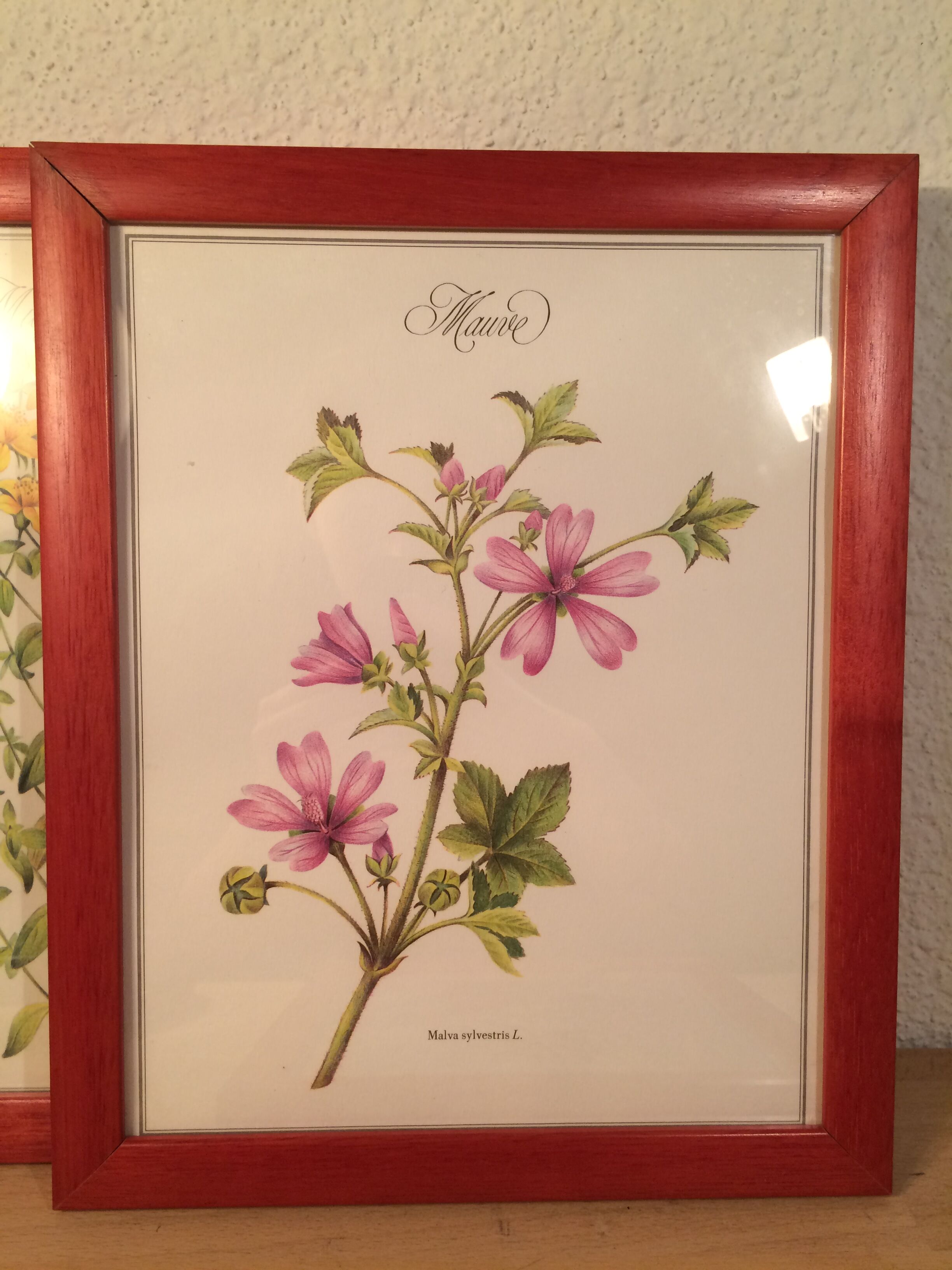 3 framed botanical posters, St. John's wort, purple, saponnary