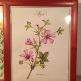 3 affiches botaniques encadrées, millepertuis, mauve, saponaire