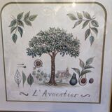 Tableau botanique L'Avocatier