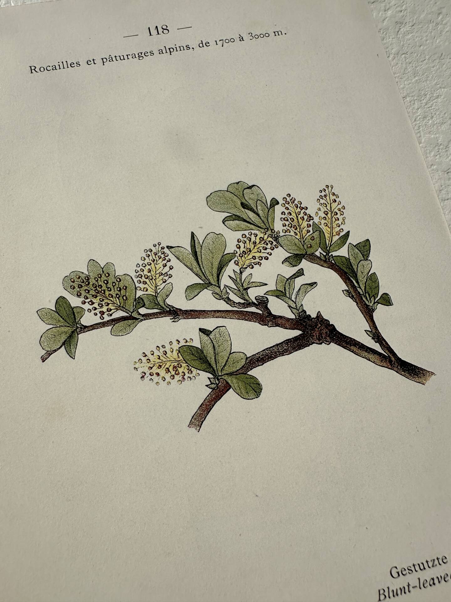 Botanical Plate 1800 Old Naturalist Engraving 19th Century Double-Sided