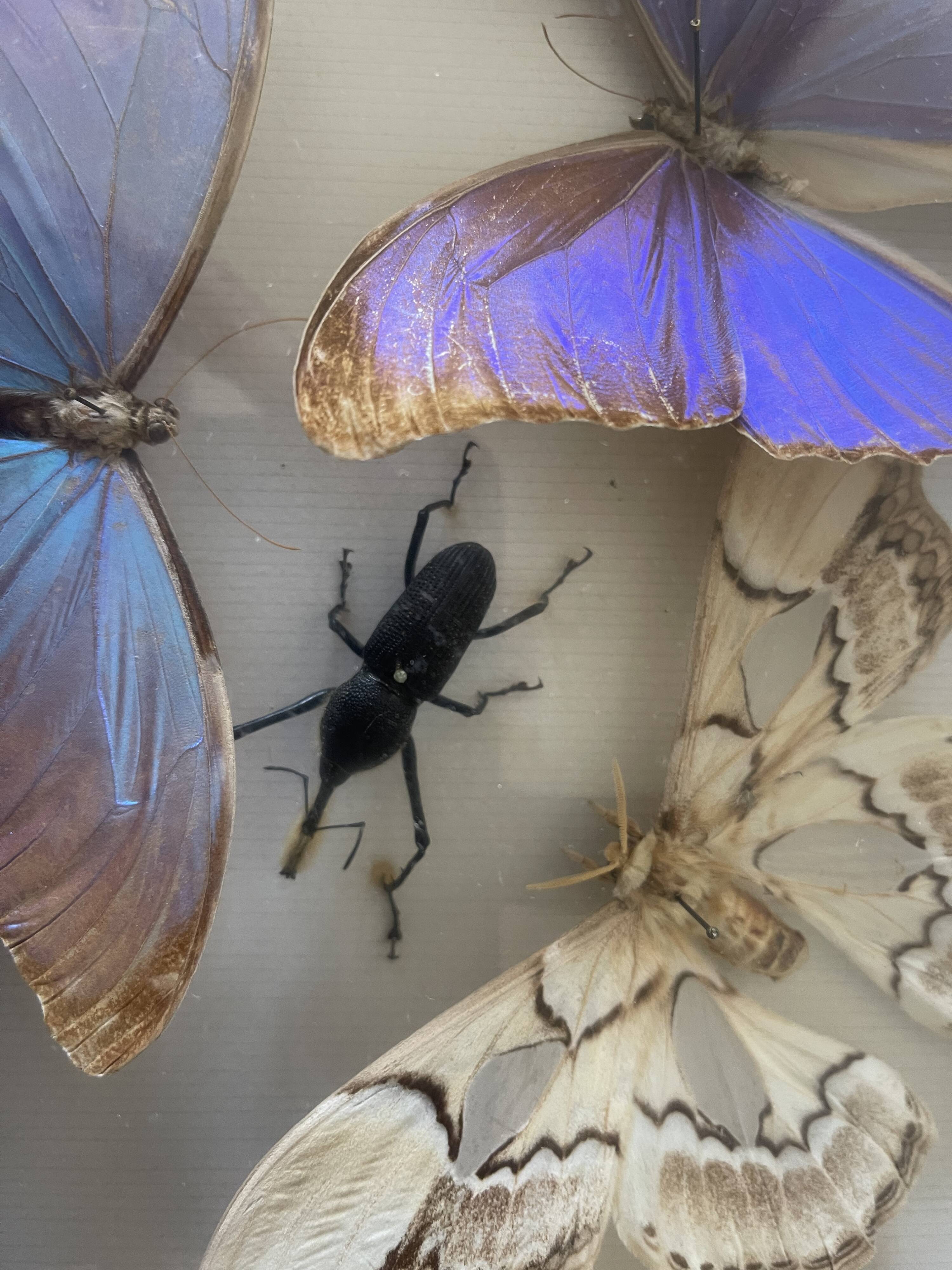Boite ancienne d’entomologie aux papillons et insectes