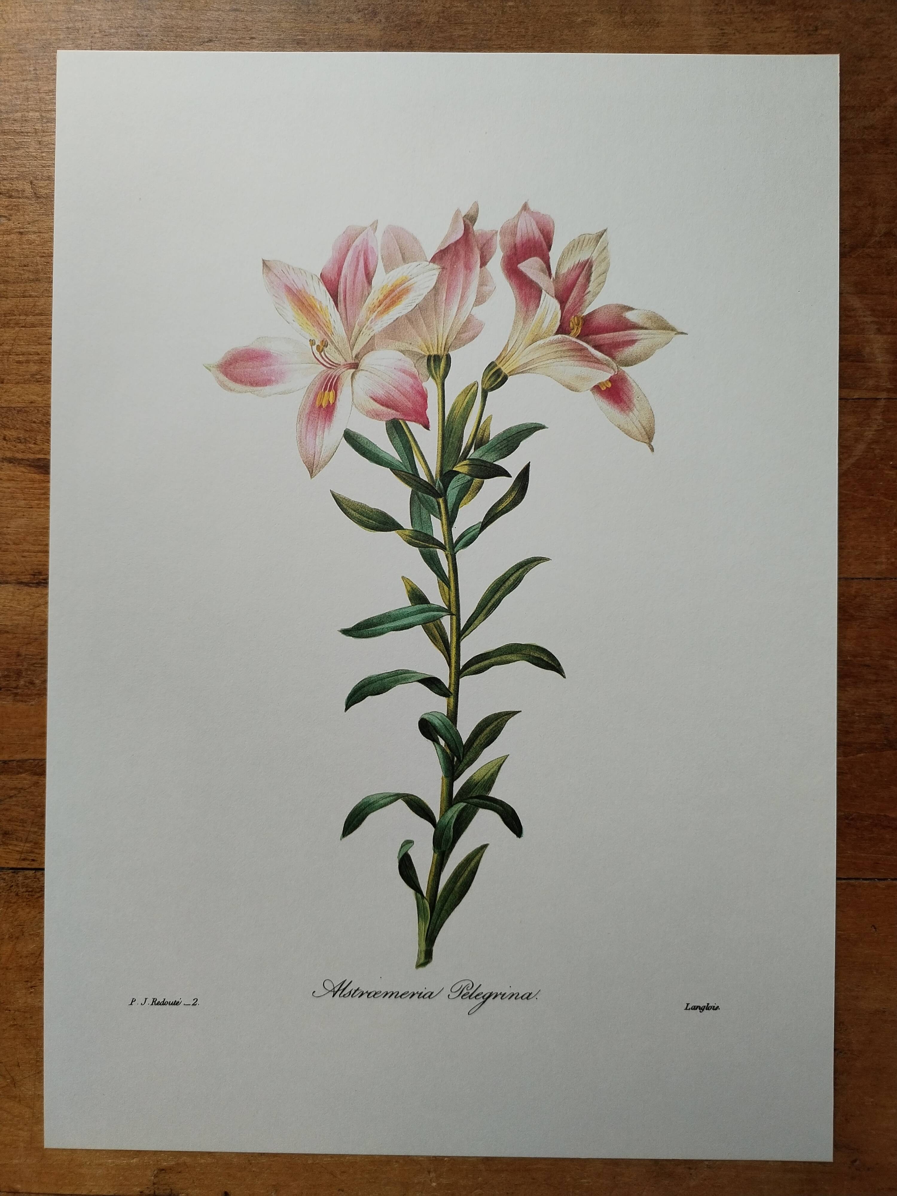 Planche illustrée originale Alstroemère pèlerine