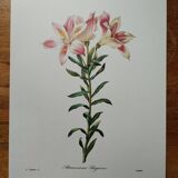 Planche illustrée originale Alstroemère pèlerine