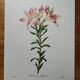 Original illustrated plate Alstroemeria pilgrim