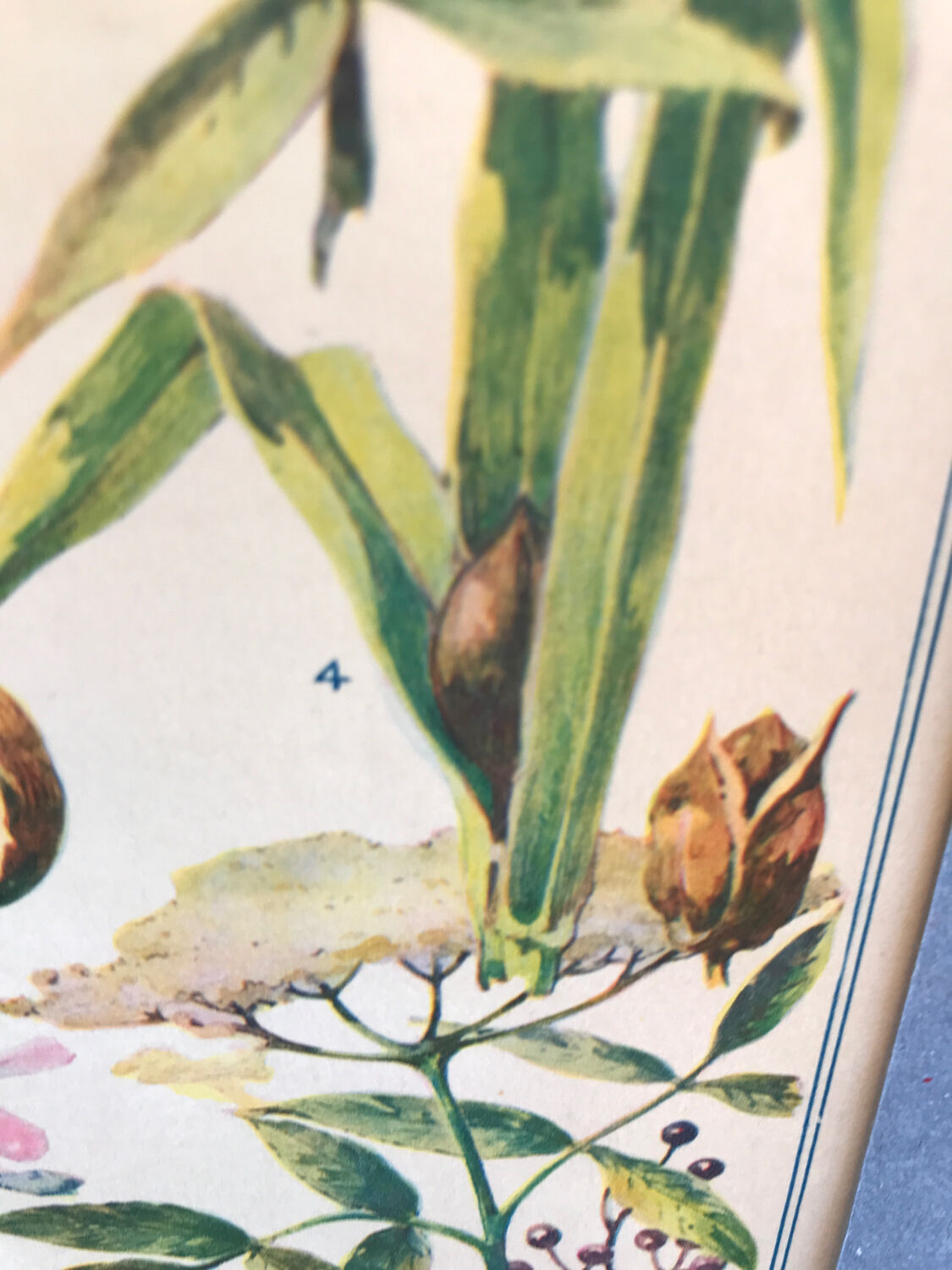 Planche vintage originale fleurs/botanique