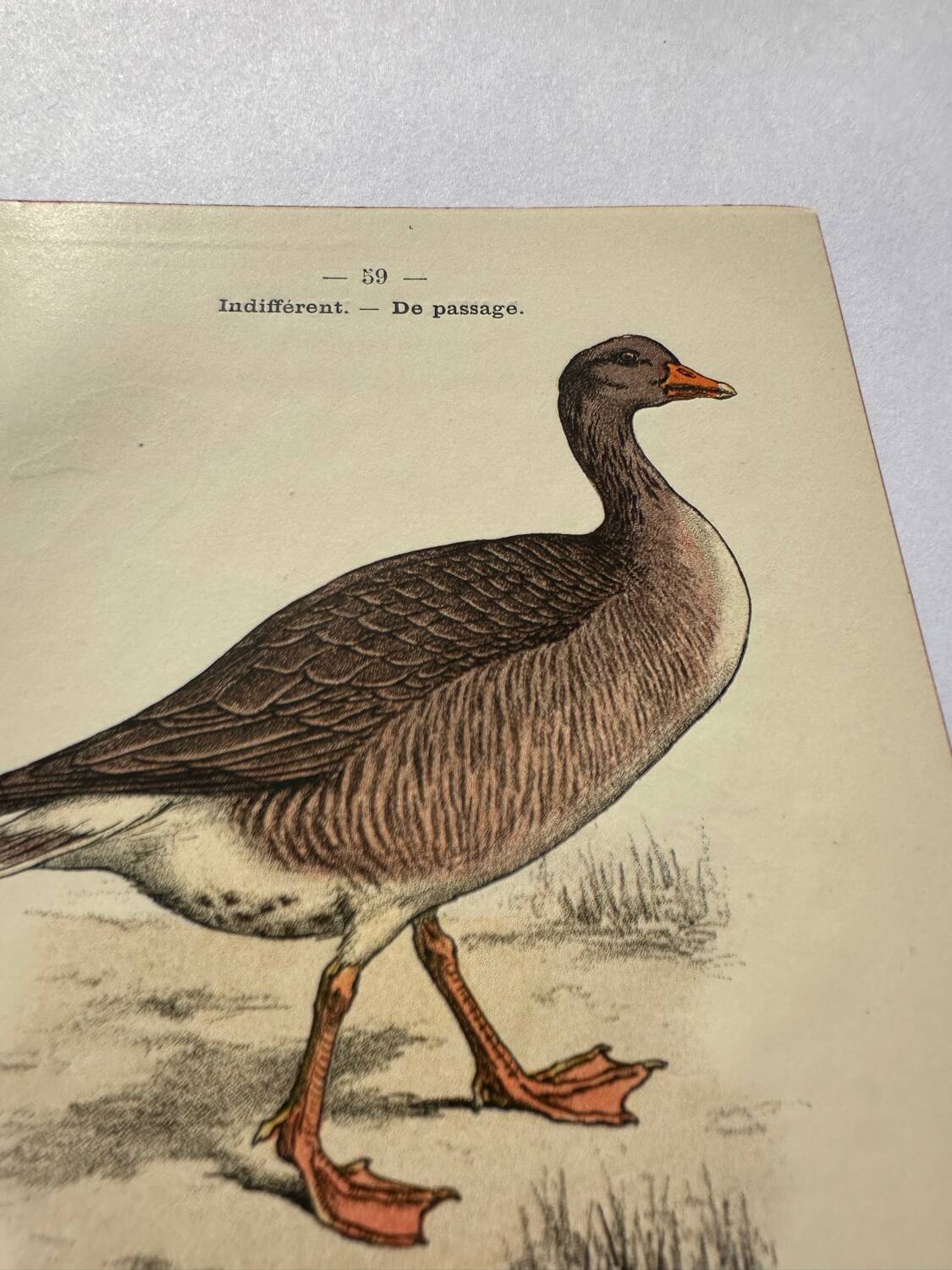 Botanical engraving birds double sided naturalist board Etching