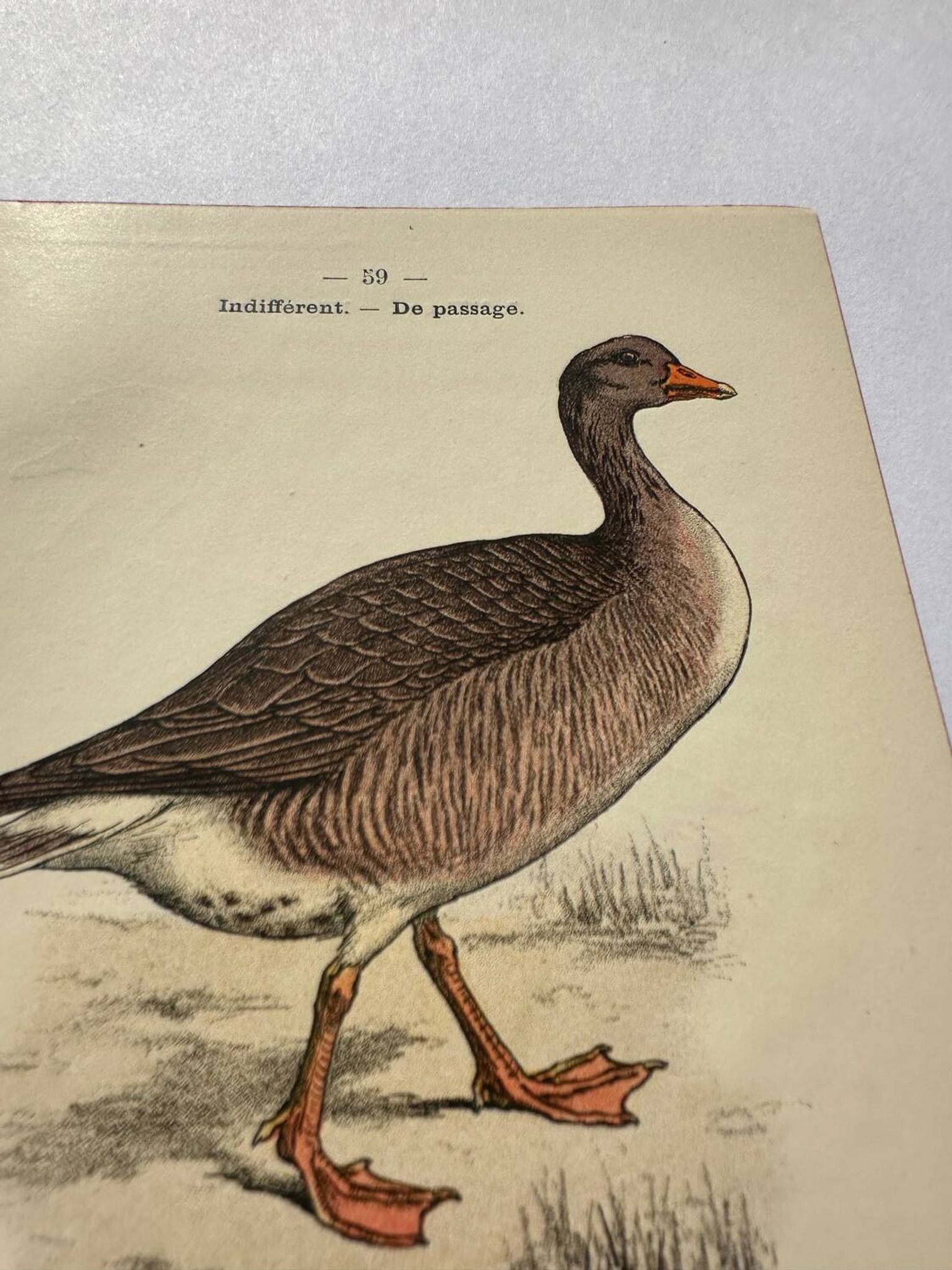Gravure botanique oiseaux double face planche naturaliste Eau forte