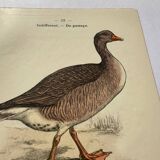 Botanical engraving birds double sided naturalist board Etching