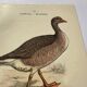 Botanical engraving birds double sided naturalist board Etching