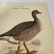 Gravure botanique oiseaux double face planche naturaliste Eau forte