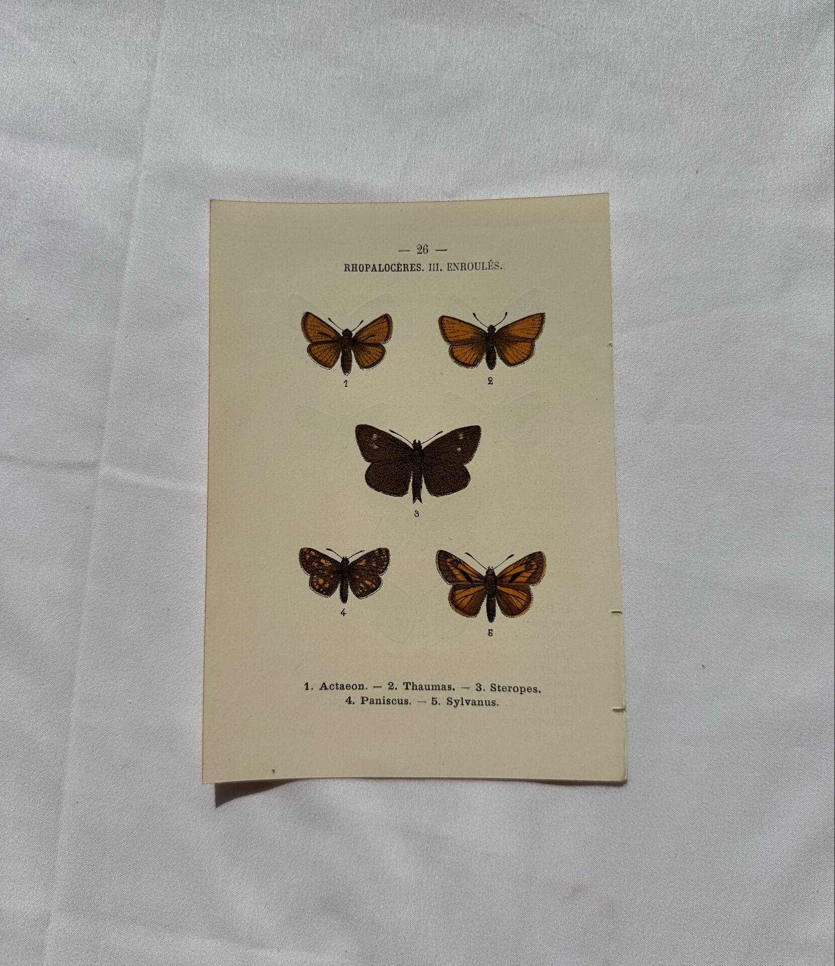 Botanical Plate 1800 Old naturalist engraving 19th century double-sided