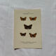 Botanical Plate 1800 Old naturalist engraving 19th century double-sided