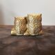 Couple de chouette et hibou aiton