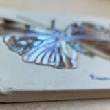 Bas relief painting / earth lepidopterology Butterflies A. Prudhomme Curiosity cabinet