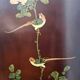 Vintage Chinese red and gold cabinet with flowers and birds (lacquer cabinet)