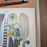 Printed in 1921, The Feathers.