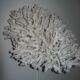 White coral