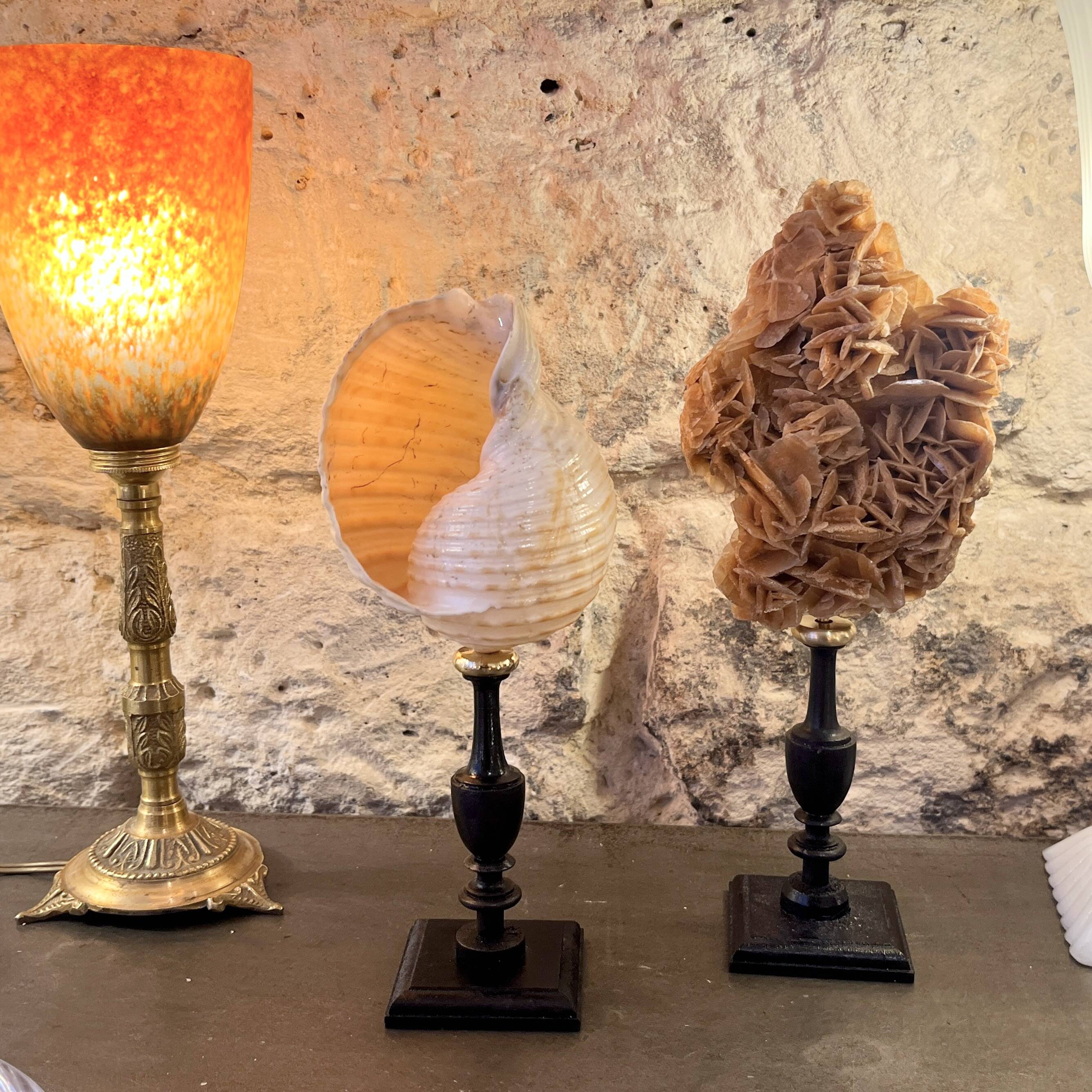 Tonna Galea shell on a turned wooden base, late 19th century curiosities.