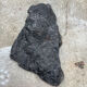 Plant fossilized plate