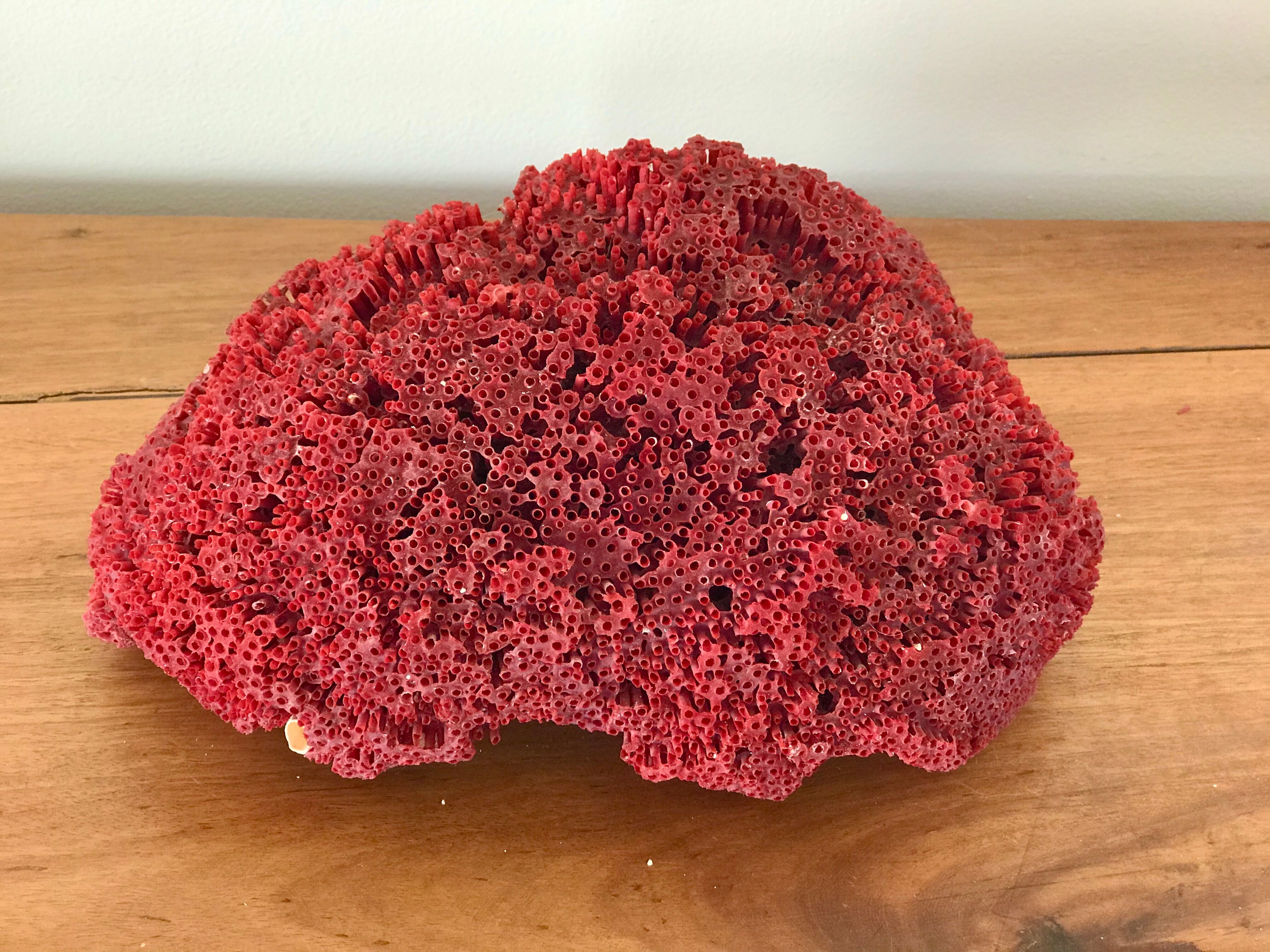 Red coral