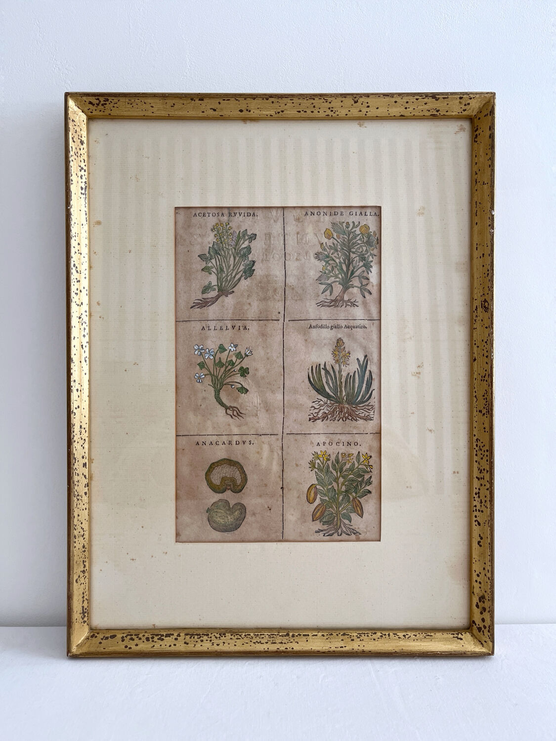 Lithograph botanical plate enhanced with watercolour.