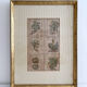 Lithograph botanical plate enhanced with watercolour.