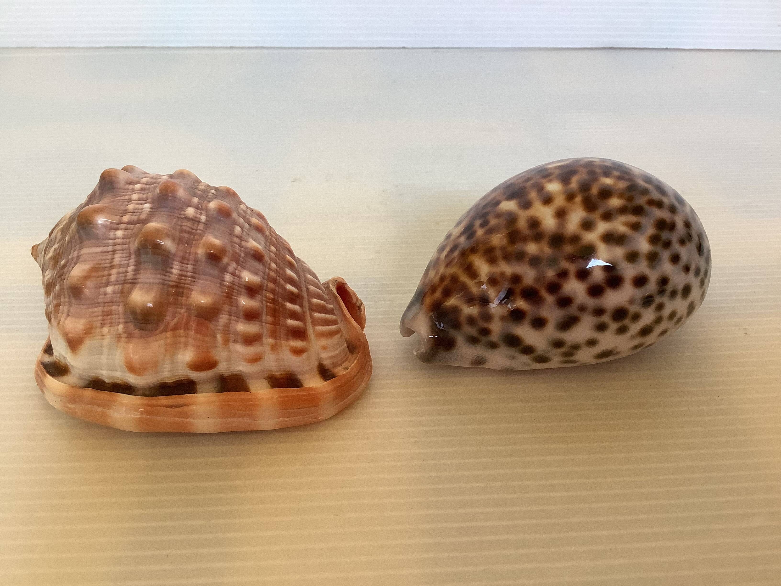 Duo de coquillages cypraea tigris