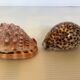 Duo de coquillages cypraea tigris