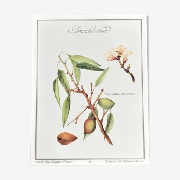 Botanical plank the sweet almond tree