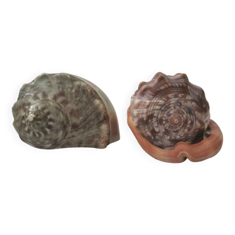 2 shells