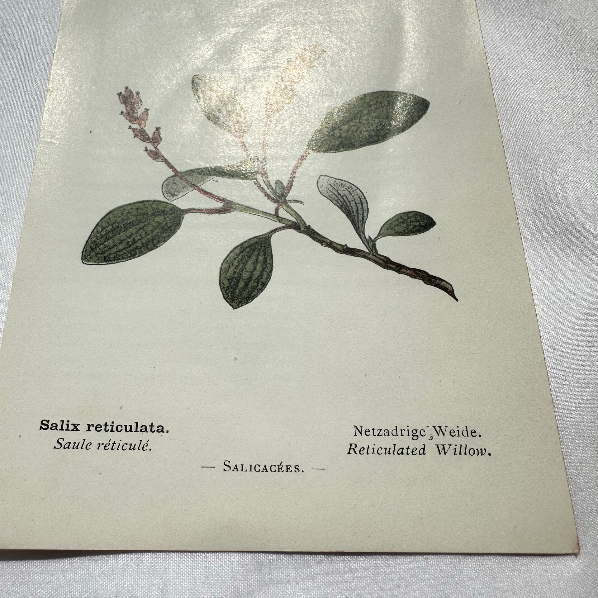 Old botanical engraving from the 19th century – Coloured botanical plates