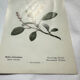 Old botanical engraving from the 19th century – Coloured botanical plates