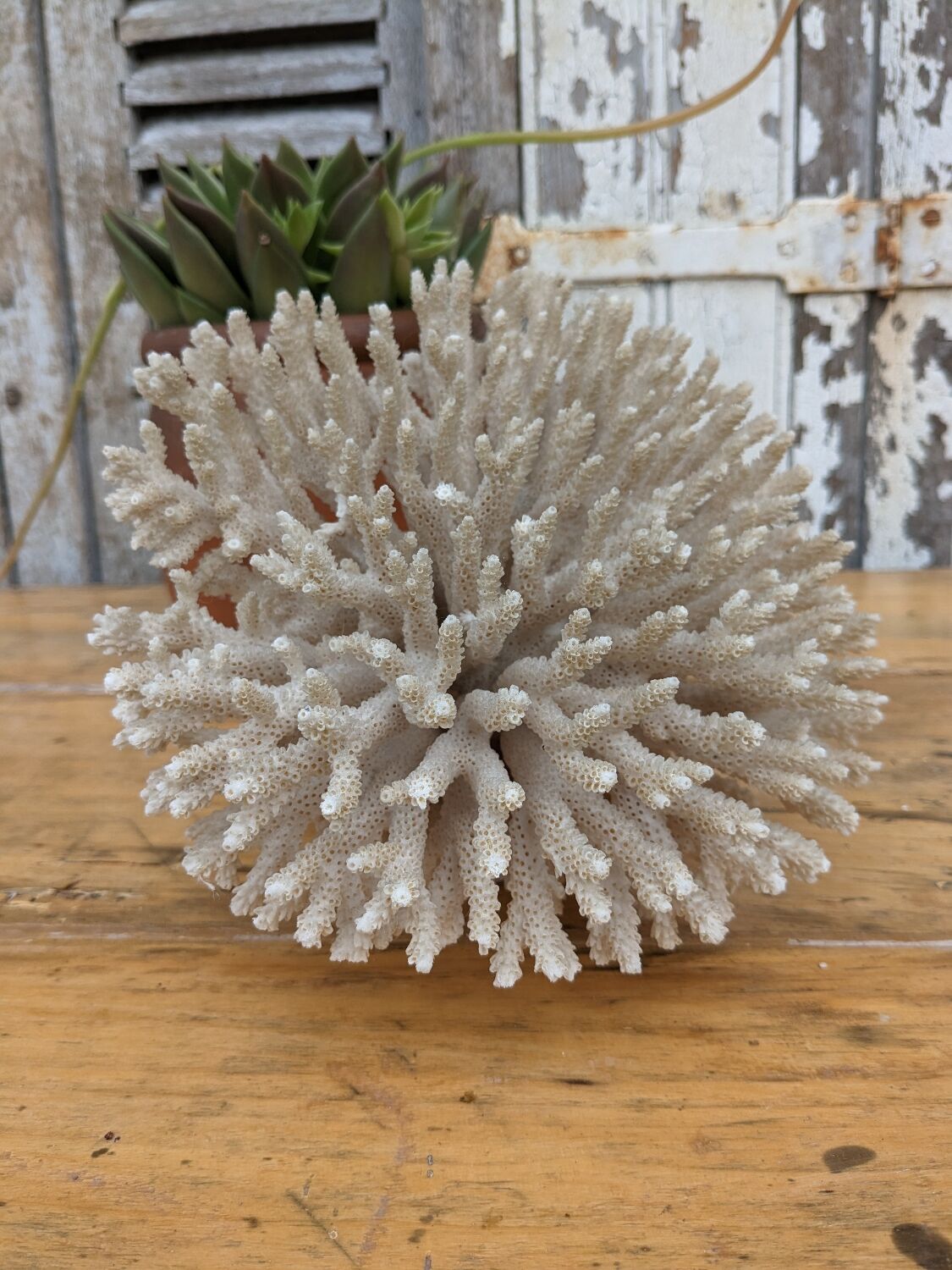 Brush coral