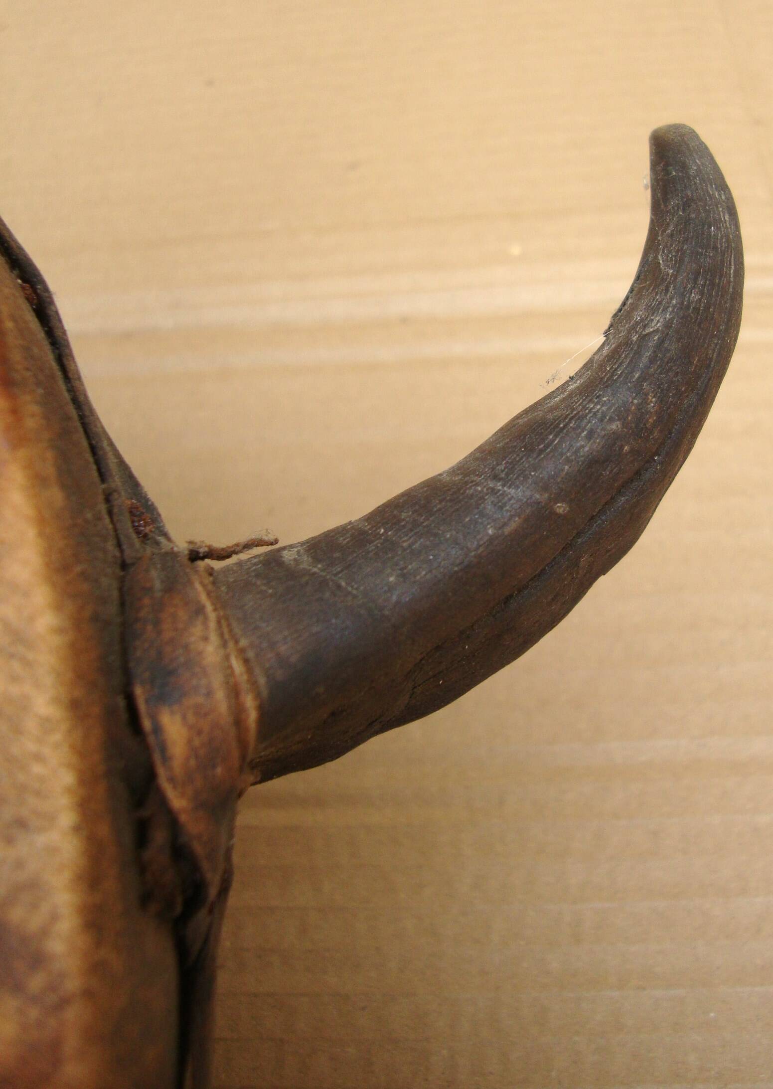 Traditional African Kora