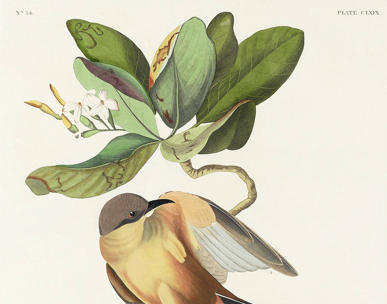 Poster about the Mangrove Sugarbird, based on an old engraving from 1827.