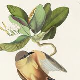 Poster about the Mangrove Sugarbird, based on an old engraving from 1827.