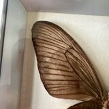 Stuffed butterfly in metal frame