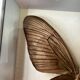 Stuffed butterfly in metal frame