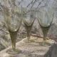 3 glasses 23 cm