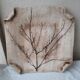 Herbarium cut dish