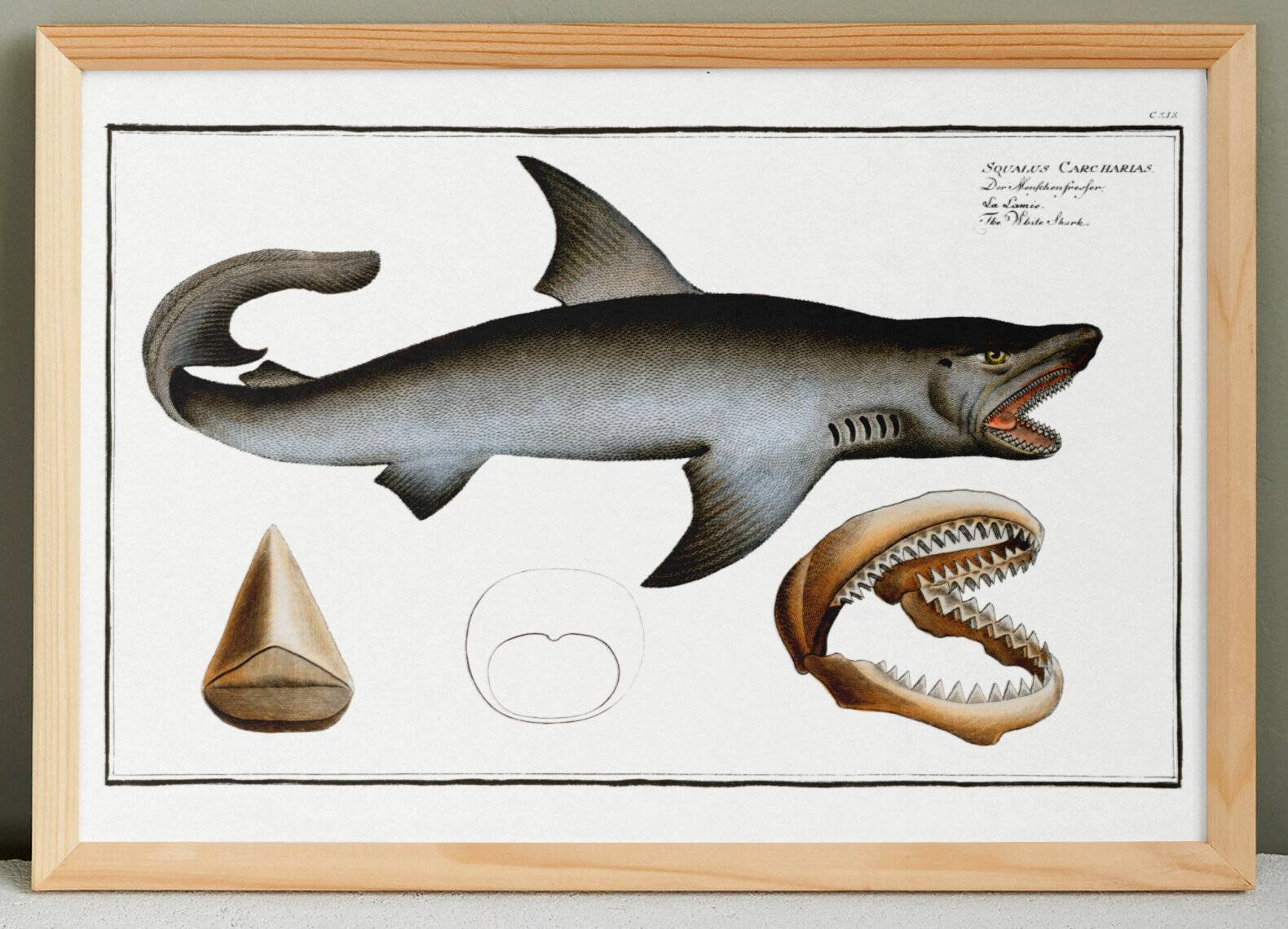Poster about the great white shark, based on an old engraving from 1746.