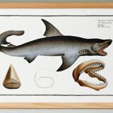 Poster about the great white shark, based on an old engraving from 1746.