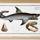 Poster about the great white shark, based on an old engraving from 1746.