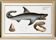Poster about the great white shark, based on an old engraving from 1746.