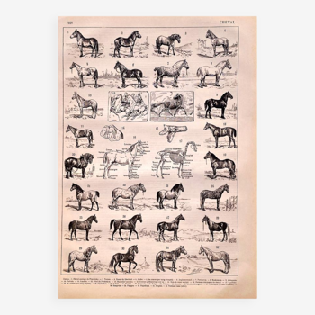 Lithographie cheval 1897