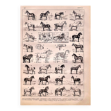 Horse lithograph 1897