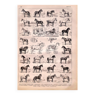 Lithographie cheval 1897