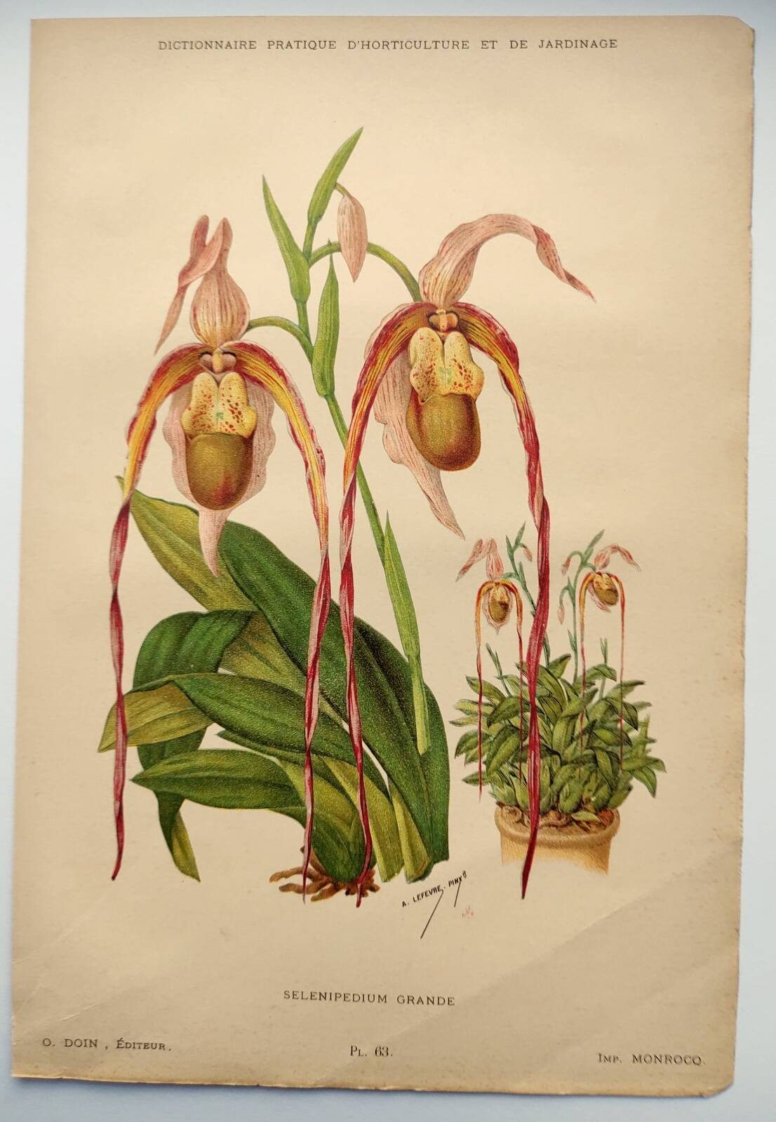 Gravure botanique "Sélénipédium grand" de A.Lefevre, 1897