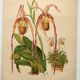 Gravure botanique "Sélénipédium grand" de A.Lefevre, 1897