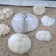 Ensemble de 7 corail blanc vintage
